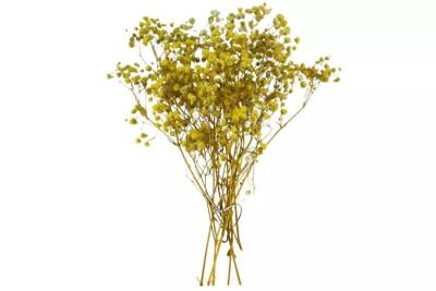 Kuru Çiçek Sarı Cipso - 1