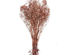 Pembe Şoklanmış Cipso Kuru Çiçek - 